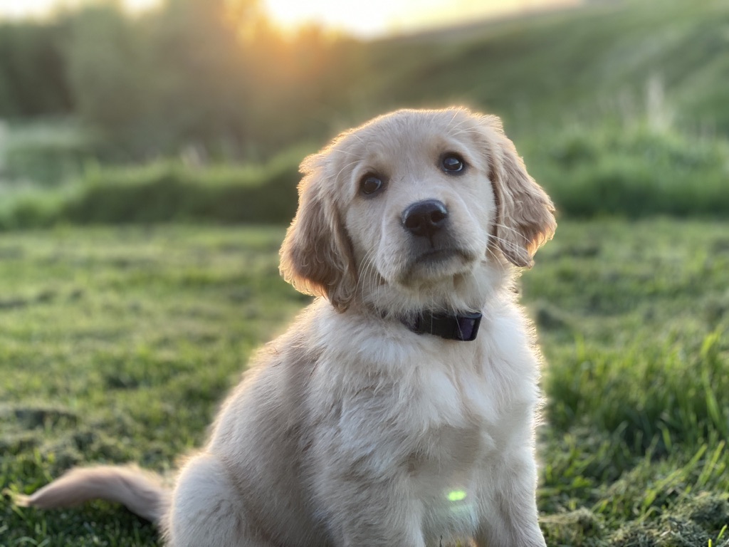 bunsenbernerbmd's tweet photo. Morning Boost!
​#dogs #morning #boost https://t.co/bLc0neSU9s
