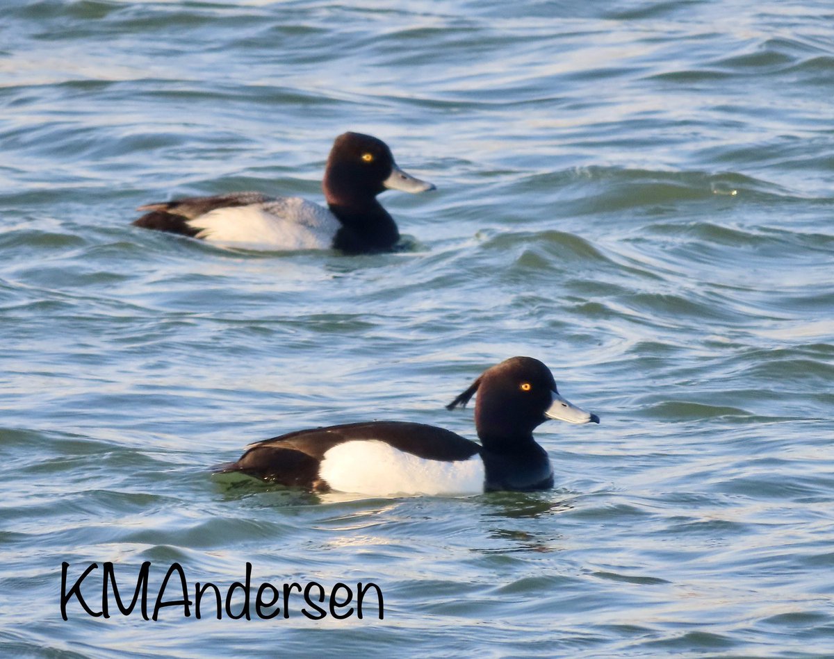 bird_erie's tweet photo. EBO’s Jason Bojczyk found Erie County’s first record TUFTED DUCK yesterday! Initially seen from @PresqueIsleSP North Pier and then later from the South Pier, it was refound this morning by EBO’s Katie Andersen off South Pier. https://t.co/OYPvshLiaw