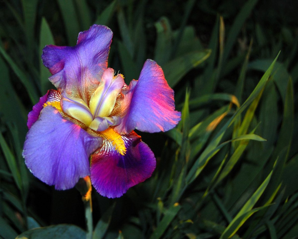 Moff_Nerd's tweet photo. @mikeytizm here’s a dragon iris https://t.co/NiGwQF4WxI
