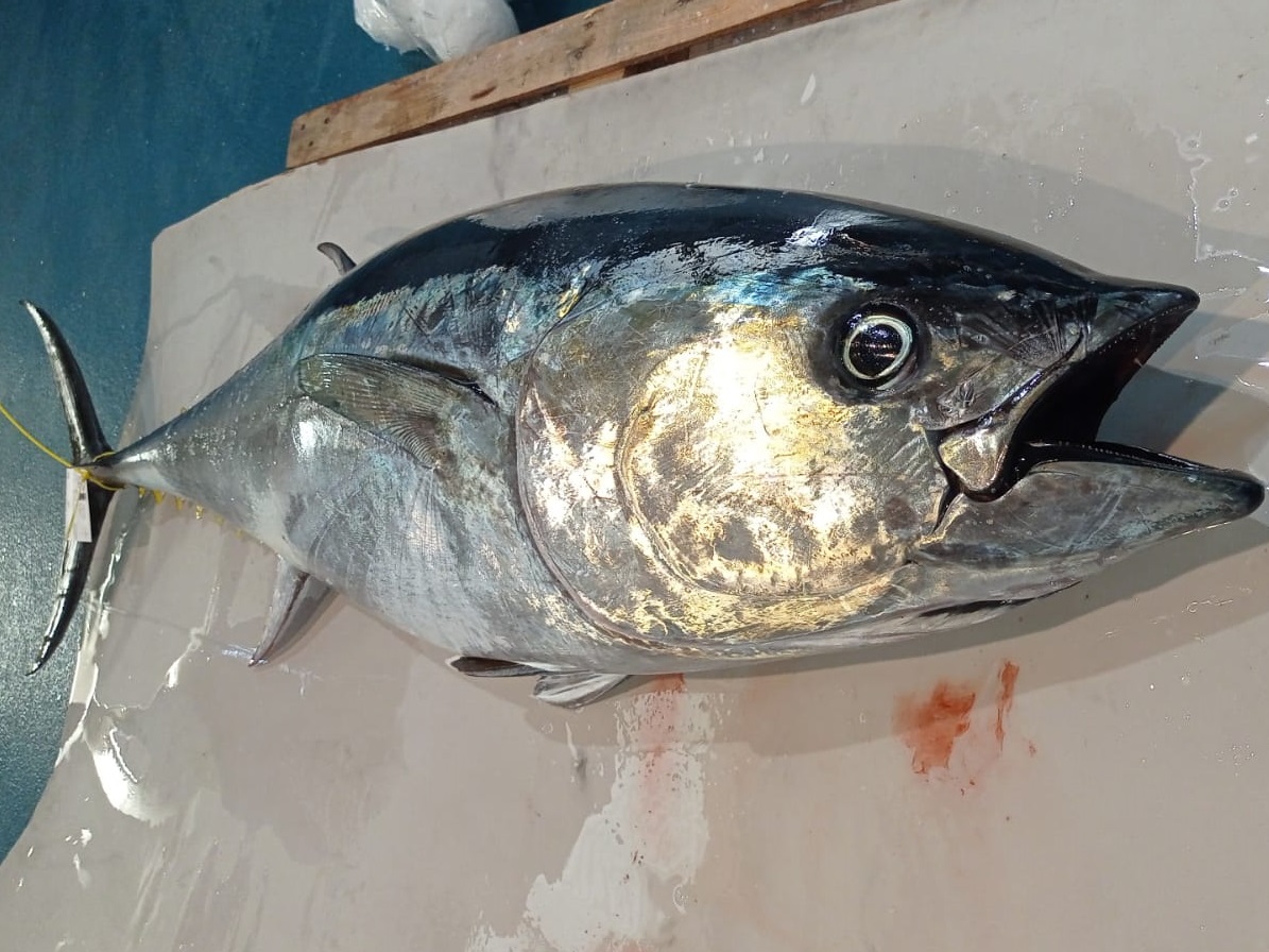 🐟 Jordi Rabassa, patró major de #Tossa

"La tonyina vermella és una plaga com el senglar en terra"

47 embarcacions de la <a href="/federaciogirona/">Confraries de Girona</a> comencen la campanya de pesca de la tonyina vermella amb un topall "insuficient" de 487,6 quilos per barca

cadenaser.com/audio/16813937…