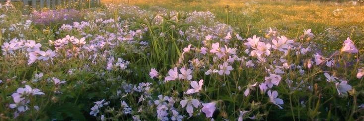 —Mon trésor (My treasure)
Tetangganya mengalami kecelakaan, pasangan suami-istri meninggal dan menyisakan Putri mereka, Aneeta. Orang tua Jeevan memutuskan untuk merawat anak itu, Jeevan membenci Aneeta karena menurutnya ia merebut kasih sayang orang tuanya.

A Lee Jeno au