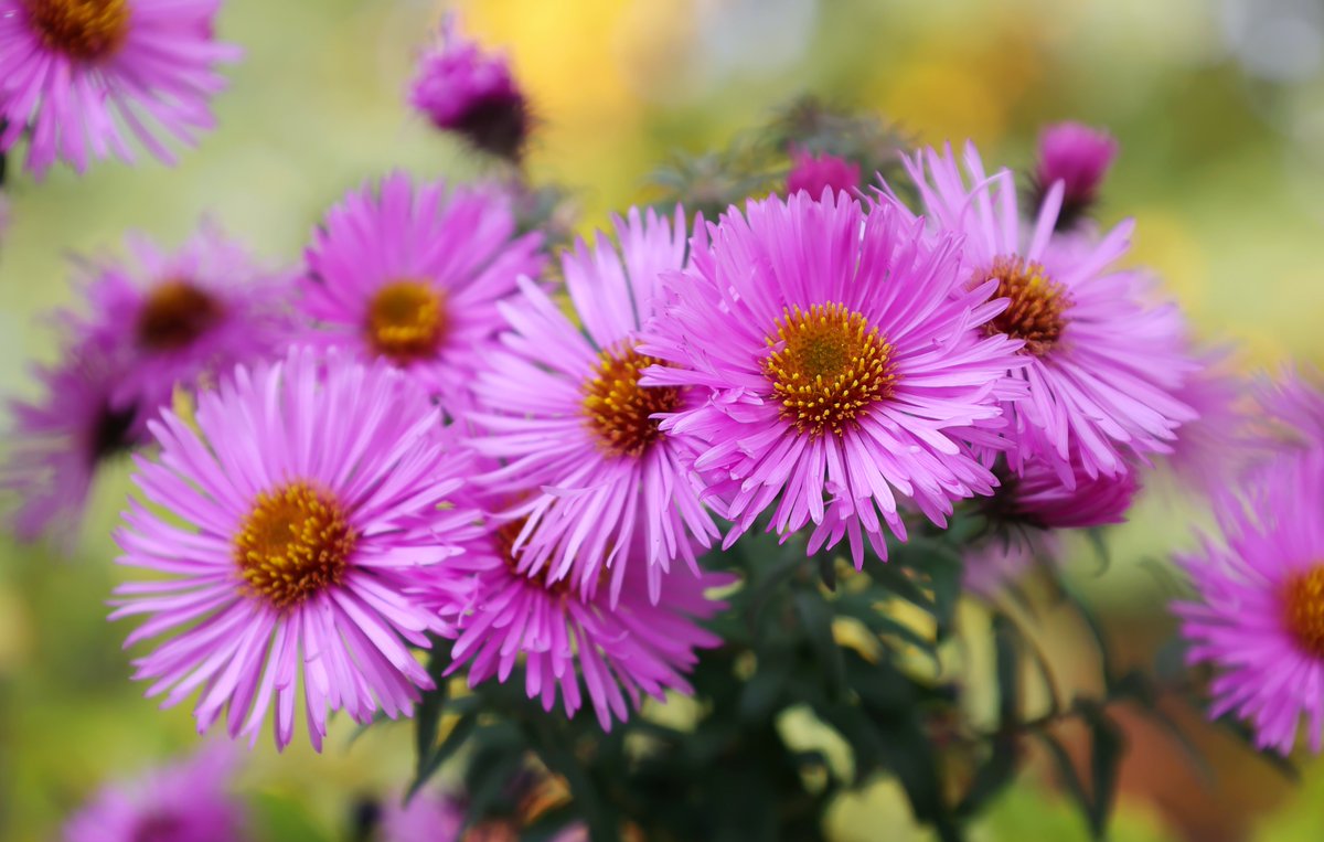 NCCoastalFed's tweet photo. Let's turn our yards into thriving ecosystems while doing our part for coastal water quality on #NationalGardeningDay! 

Learn how with #SmartYards 🌊🌼🐝🌸

📌 Click Here: https://t.co/CUuUvMxGmv

#NCCoast #ProtectandRestore #NatureBasedStrategies https://t.co/DhGJwLHlMY