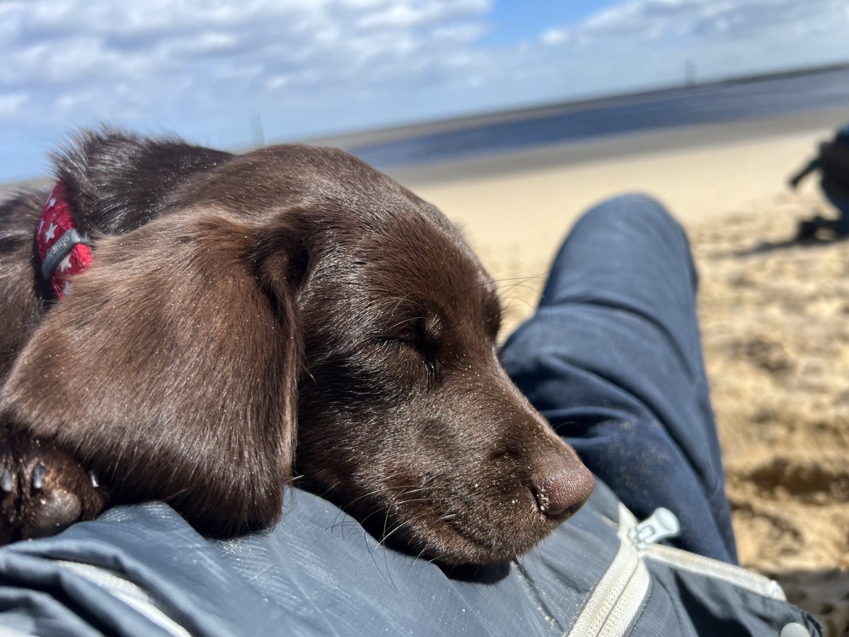 TillyandNancy's tweet photo. After some beach fun with Tilly, time for a snooze with daddy as a pillow. 😊🐶🤎🐾 #DogsOfTwitter #Labrador #RescuePuppy #BeachPlay https://t.co/E4n9snGNY8