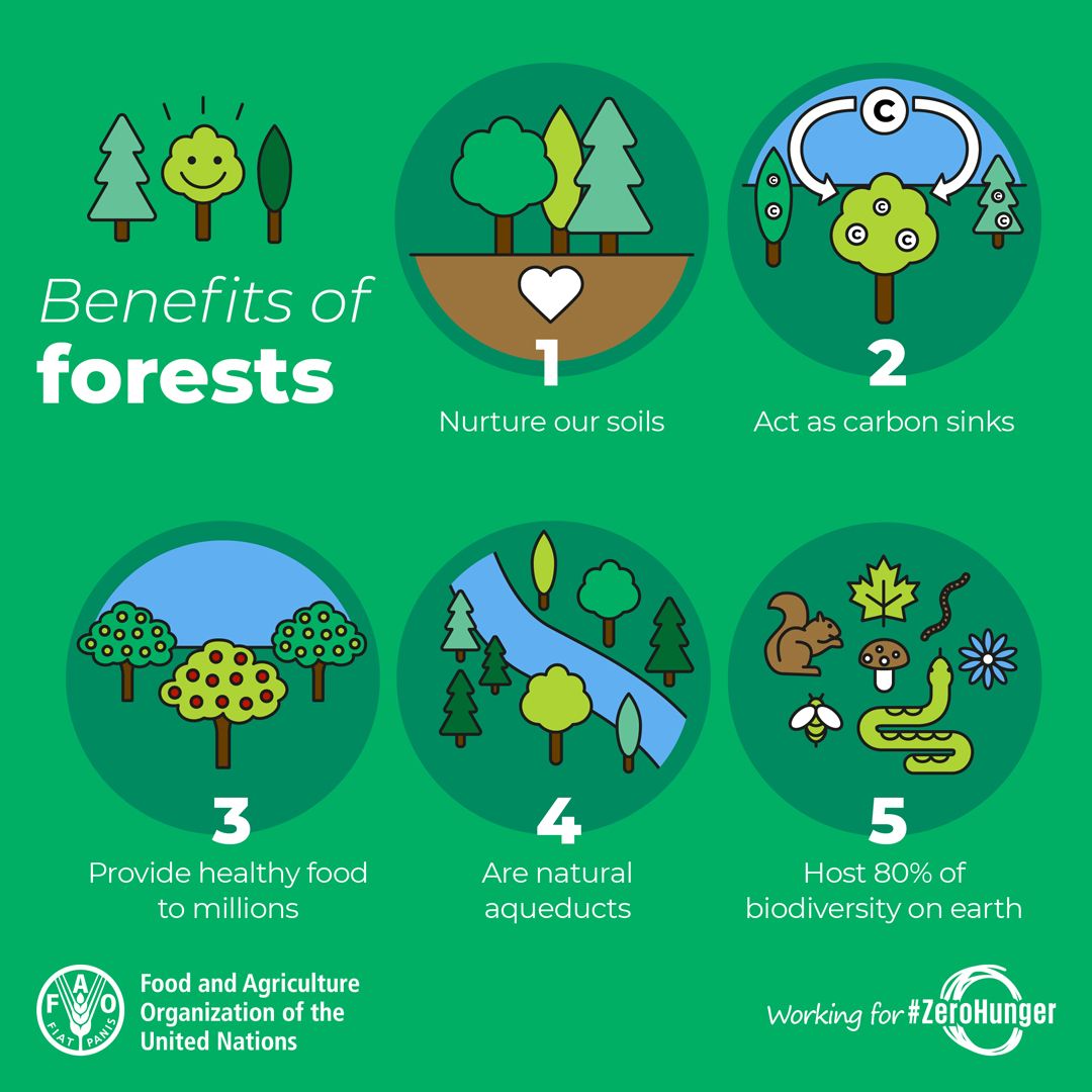 UNBiodiversity's tweet photo. 🍒Food
💧Water
🏡Shelter
🍃Clean air
🐦Biodiversity

🌲🌳Forests provide so much more than what we can see.

Via @FAO https://t.co/t0ZRkHttQb