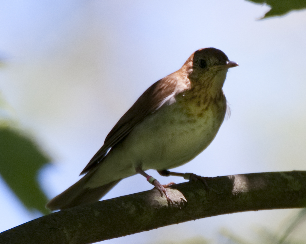 madthrush's tweet photo. To make your day a tiny bit better🙂, I will report that today (4/13) is the average date #Delaware male Veeries that successfully raised a brood in May or June exit South America. This date is significantly earlier than those that failed to produce young. #Ornithology #Songbirds https://t.co/SqYuTSb9fn