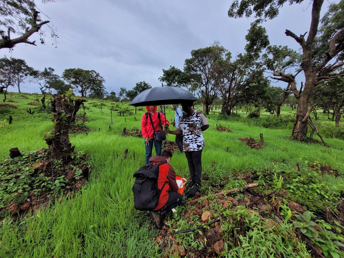 cropsandbops's tweet photo. testing the heat stress resilience of fonio seeds collected in the Fouta Djallon region of Guinea last year with partners in @HerbierGuinee @EcologieGuinee @UGANC_Guinee, at @Kew_MSBUK 🤠🌾🌿 #sscpdtp #kewscience @Grantham_IC https://t.co/Ti2DGBRxIr