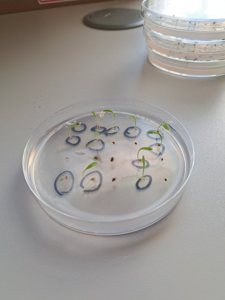 cropsandbops's tweet photo. testing the heat stress resilience of fonio seeds collected in the Fouta Djallon region of Guinea last year with partners in @HerbierGuinee @EcologieGuinee @UGANC_Guinee, at @Kew_MSBUK 🤠🌾🌿 #sscpdtp #kewscience @Grantham_IC https://t.co/Ti2DGBRxIr