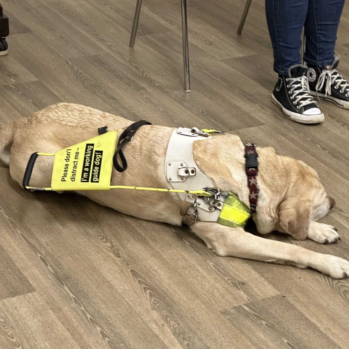 Great talk on understanding sight loss & training guide dogs, by 2 ambassadors from Guide Dogs, our member Dr Jane Manley, joining her Dr Anica Zeyen, Royal Holloway Uni  & their guide dogs Rosie and Lassie  #horleyeveningwi #surreyfedwi #thewomensinstitute #guidedogsfortheblind