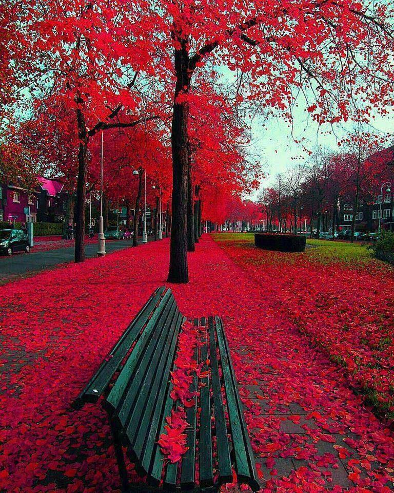 Otoño en Amsterdam. 🍁🍁🍁🍂🍂