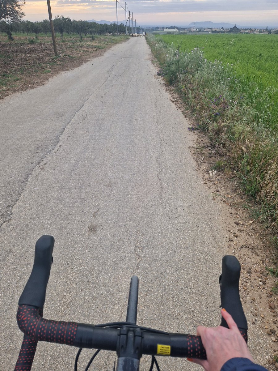doris_mat81's tweet photo. La bici è arrivato 🤩 Grazie a te, Sergio! #sicicla #roadbike #guarrato #marsala 🚴🏼‍♀️ https://t.co/LQlCTrtysK