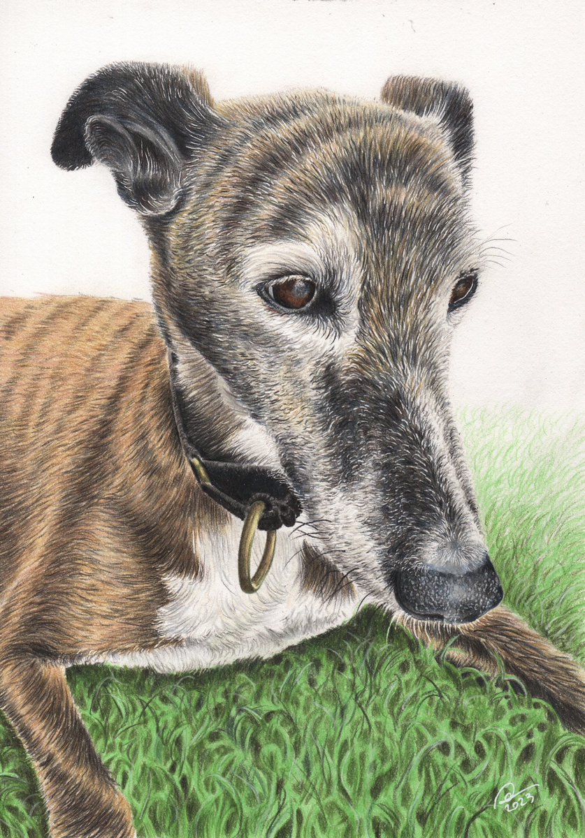 Drooly Andrew’s Pet Portraits tweet media