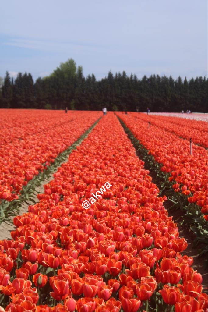 akwa34's tweet photo. #tulip Beautiful scenery….
Provence  France https://t.co/x2WRegV0eM