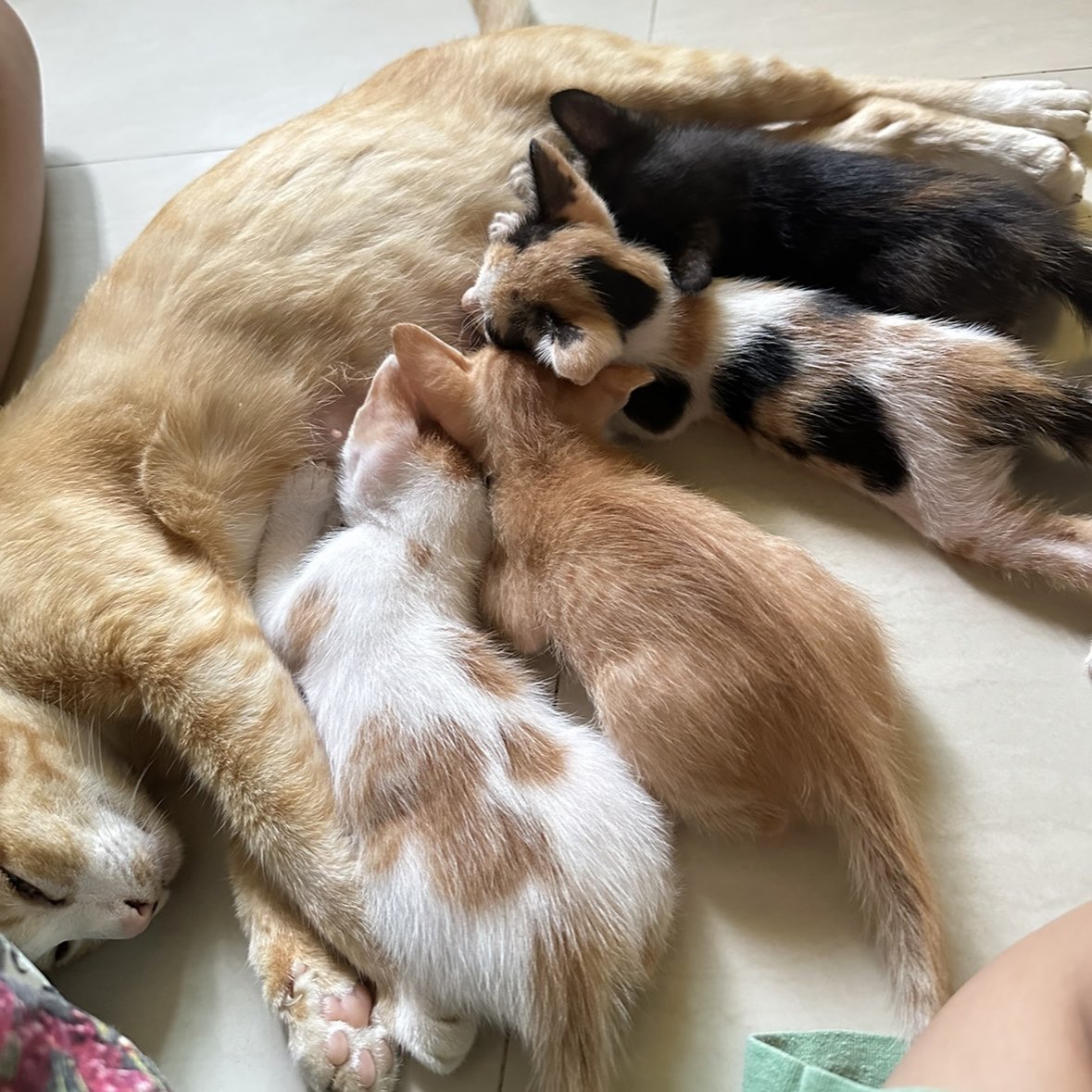 sulusambalu's tweet photo. รบกวนคุณที่ผ่านไปผ่านมาแล้วอ่านทวิตนี้ มีวิธีฝึกแก็งเด็กจิ๋วแมวไทยอายุ 1 เดือนเข้ากระบะทรายมั้ยฮะ พอดีคุณแม่ของเจ้าพวกเด็กจิ๋วเป็นอดีตแมวพเนจรเลยออกไปอึอึ้นอกบ้านตลอด ตอนนี้ลองทำตามวิธีในกูเกิ้ลแล้วแต่เด็กๆก็ยังไม่สนใจกระบะทรายเลยค่ะ ตอนนี้ทาสเครียดมากร่างจะแหลกแล้วค่ะ ;-; https://t.co/N1oFQRywKS