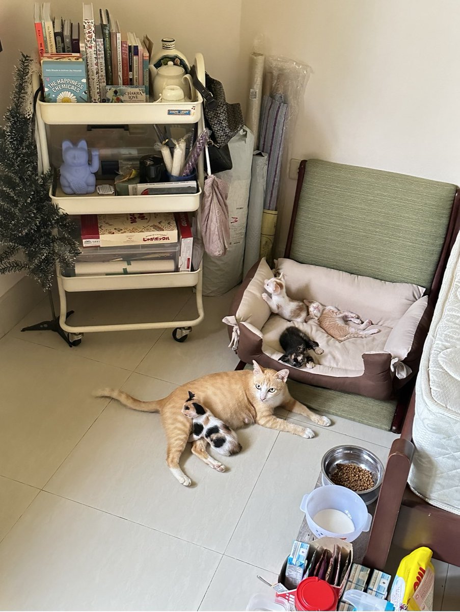 sulusambalu's tweet photo. รบกวนคุณที่ผ่านไปผ่านมาแล้วอ่านทวิตนี้ มีวิธีฝึกแก็งเด็กจิ๋วแมวไทยอายุ 1 เดือนเข้ากระบะทรายมั้ยฮะ พอดีคุณแม่ของเจ้าพวกเด็กจิ๋วเป็นอดีตแมวพเนจรเลยออกไปอึอึ้นอกบ้านตลอด ตอนนี้ลองทำตามวิธีในกูเกิ้ลแล้วแต่เด็กๆก็ยังไม่สนใจกระบะทรายเลยค่ะ ตอนนี้ทาสเครียดมากร่างจะแหลกแล้วค่ะ ;-; https://t.co/N1oFQRywKS