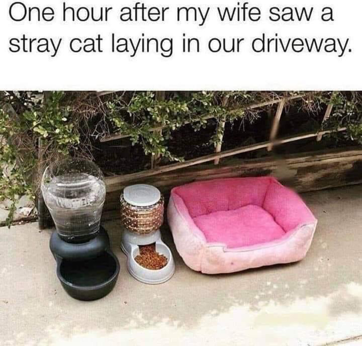 catsnkittys's tweet photo. Wouldn't we all? 😻

Love this pic? You can see more here: https://t.co/IGSN4Lw3WT https://t.co/gc4g6KgueU