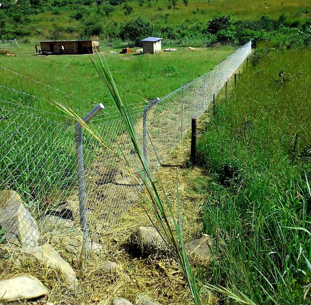 process_choto's tweet photo. @magic_wacho Contact ProRun Enterprises for a qoutation on 0771135161/0719135161
#Fencingservices
#Diamondmesh
#barbedwire
#fixandsupply https://t.co/N4PhnS9YVs