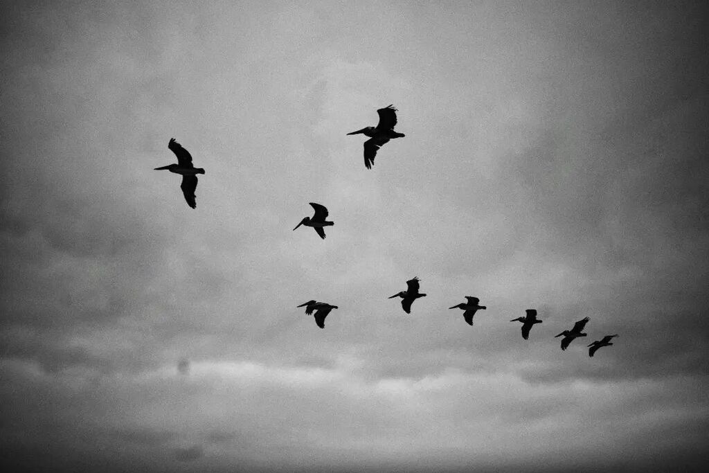 StevenSoblick's tweet photo. Pelicans On A Gray Day #torreypinesnaturereserve #delmar #california #nature #landscape #pelican #beachcliffs #beach #blackandwhite #bnw #bandw https://t.co/gbi20I76Eg https://t.co/qViYGx5JdV
