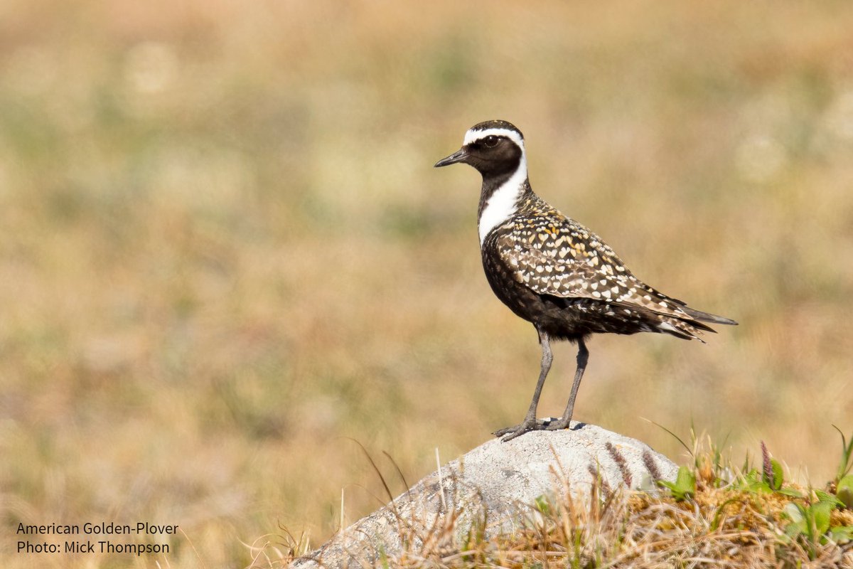 audubonsociety's tweet photo. The Arctic Refuge is an essential nursery for the world’s birds—but it's under jeopardy: oil and gas leases have been suspended, but only temporarily. It's time for Congress to permanently #ProtectTheArctic. Take action today: https://t.co/Z8nzc1w4OT https://t.co/bBljSkfXiY