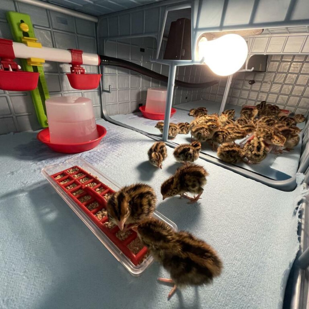 HatchingTime's tweet image. This customer’s brooder is full of new life! These little quail are settling in nicely and we're enjoying watching them explore their new brooder. 

 Do you have any tips for raising happy and healthy quail? We'd love to hear from you! 🐣

#HatchingTime #BabyQuail #QuailBrooder