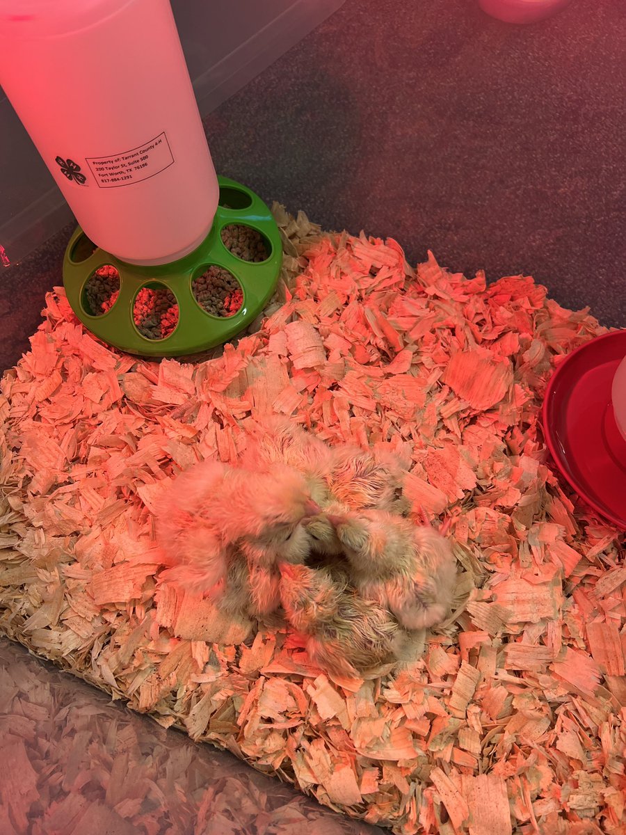 Carissa Clayton tweet media