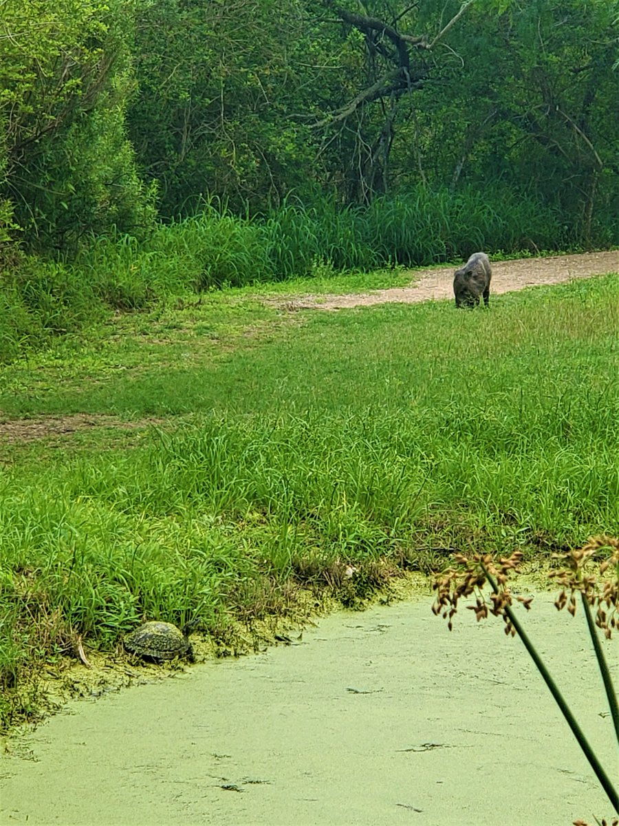 Gcell_garza's tweet photo. How many hidden critters do you see in these pictures? It’s always fun observing local wildlife interacting with the #RGV thornforest while out seed collecting, from big to small, all of these animals rely in the thornforests in some way. @AmericanForests https://t.co/TDalyK2QCd