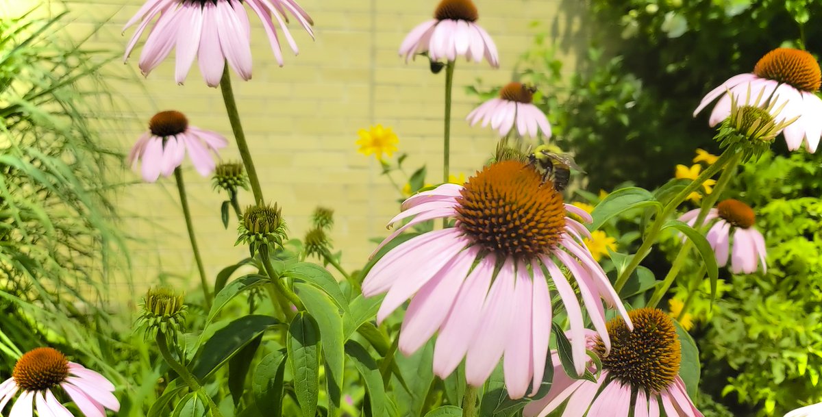 A Busy Bee🐝
•
#NYC #hoboken #jerseycity #cityphotography #warm #cool #urbanphotography #urbanphotographer #streetphotography #streetphotographer #bees #bee #flowers #park #spring #visualuniformity