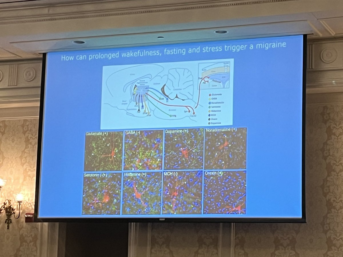 DrKatieMartucci's tweet image. 🤩Harvard&apos;s Dr. Rami Burstein presents compelling data on the pathophysiology of #migraine 🧠 to 100&apos;s of scientists, clinicians, and trainees at the #USASP2023 meeting.

@US_ASP @ramiburstein 
Hosted by @Duke_Anesthesia &apos;s Center for Translational Pain Medicine