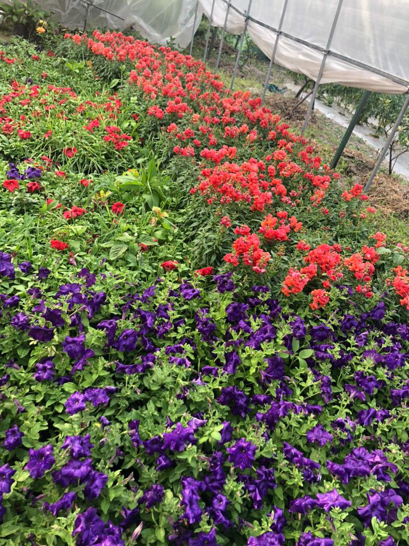 doa_bhutan's tweet photo. Annuals for sale. Please contact 

Gelephu- Singye Dem, +97517677390

Thimphu- Pema Choden, +97517944909

Samtse- Diana Nursery +975 17 809 020 https://t.co/jkNA1BHthb