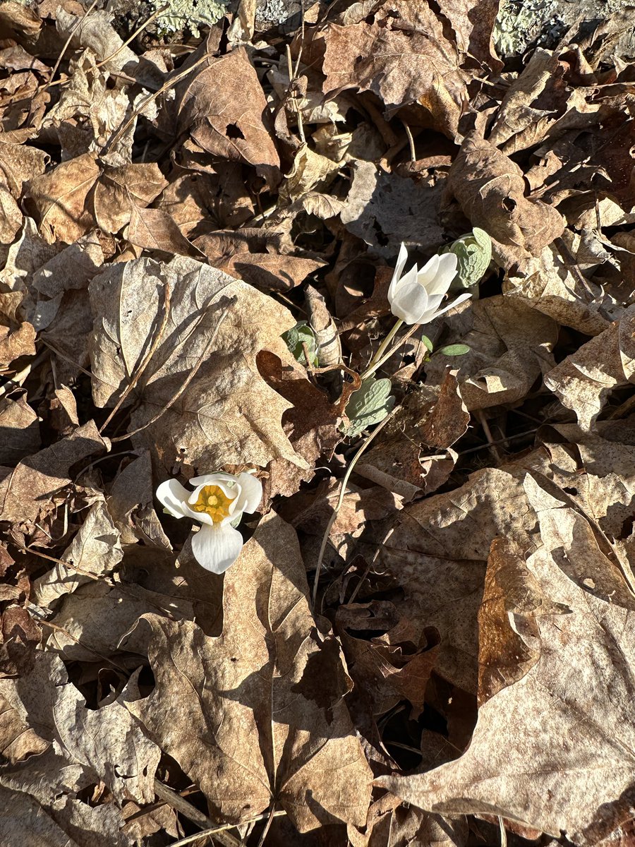 KatieRubright's tweet photo. @USFWS Yes in Great Barrington, MA! Amazing plants https://t.co/GDg2Ah5ea6