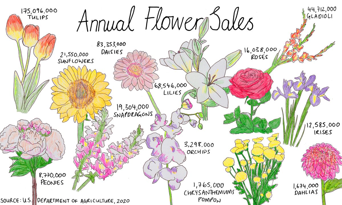 Mona Chalabi tweet media