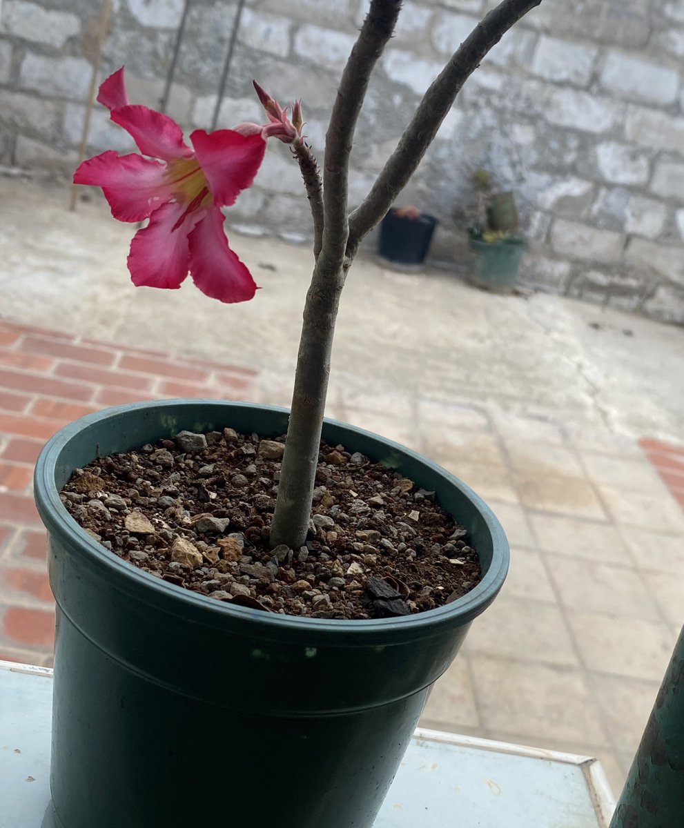 su primera flor 🌸