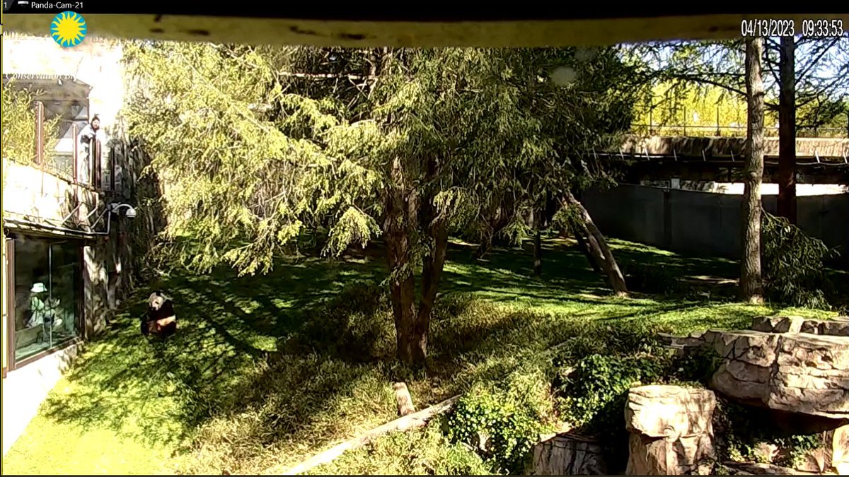 PookieDigi4Ever's tweet photo. I'm so confused! Is Papa in yard 2 and Cheej in yard 1??? Or do I seriously need my eyes checked? 😵💫 #PandaStory #LateAprilFools @NationalZoo @tiantianpanda97 @DCPandaCub4 @MommyMei98 https://t.co/ttOMMc5zR5