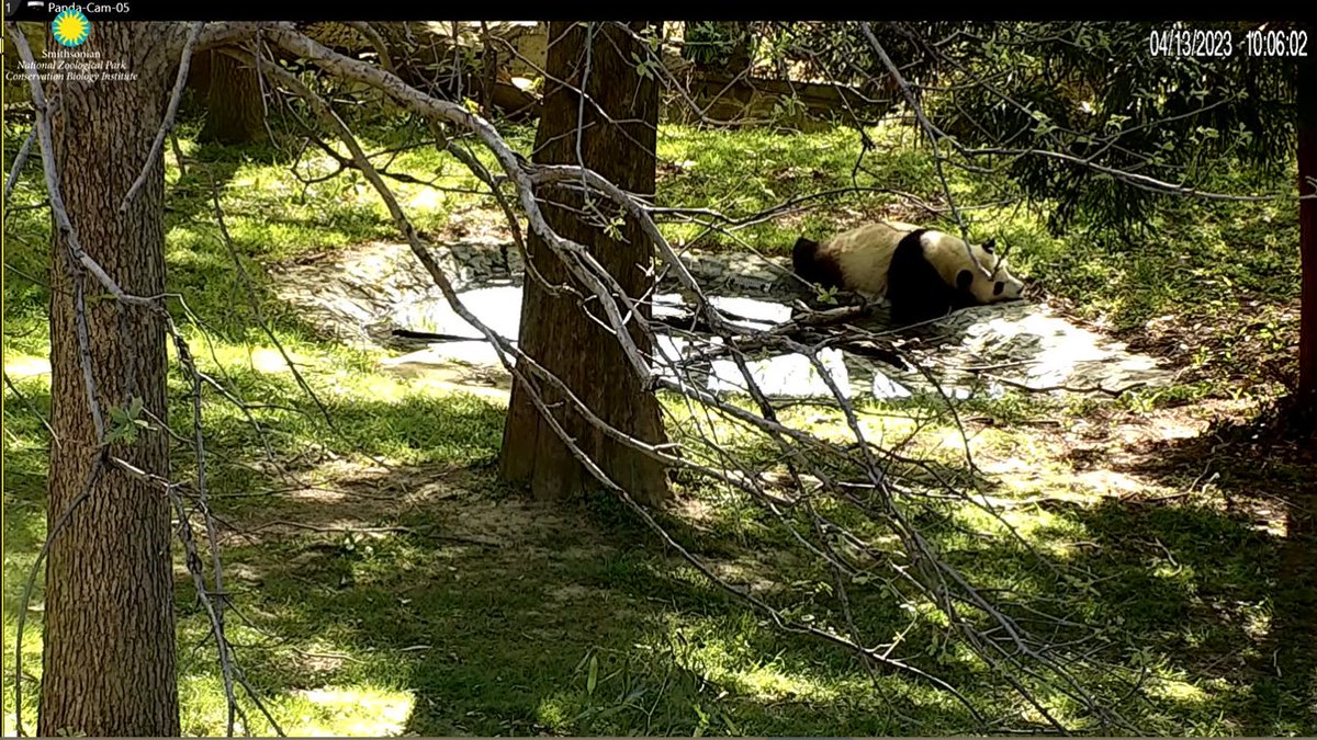 PookieDigi4Ever's tweet photo. I'm so confused! Is Papa in yard 2 and Cheej in yard 1??? Or do I seriously need my eyes checked? 😵💫 #PandaStory #LateAprilFools @NationalZoo @tiantianpanda97 @DCPandaCub4 @MommyMei98 https://t.co/ttOMMc5zR5
