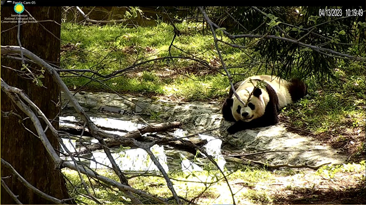 PookieDigi4Ever's tweet photo. I'm so confused! Is Papa in yard 2 and Cheej in yard 1??? Or do I seriously need my eyes checked? 😵💫 #PandaStory #LateAprilFools @NationalZoo @tiantianpanda97 @DCPandaCub4 @MommyMei98 https://t.co/ttOMMc5zR5