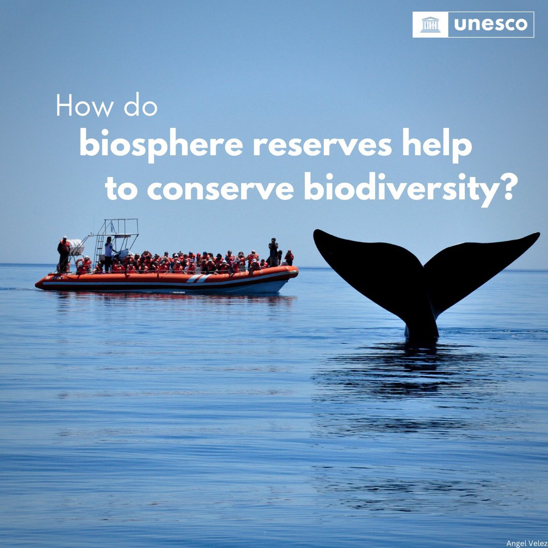Biodiversity is under threat, but biosphere reserves have solutions #ForNature! 

These sites take a holistic approach towards ecosystem conservation. 

More from <a href="/UNESCO/">UNESCO 🏛️ #Education #Sciences #Culture 🇺🇳</a>: on.unesco.org/3mODOgj

Via <a href="/UN/">United Nations</a>