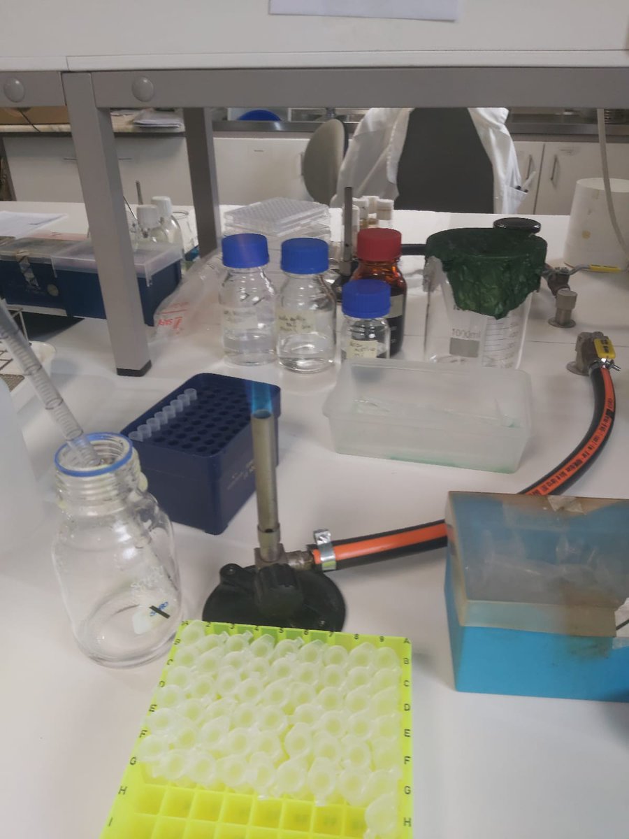 MicroMundo_IUCS's tweet image. Micritas 🤝 Get the work done
Preparation of kits for Micromundo 🌍 for the second session on 04/13/2023 .🔬