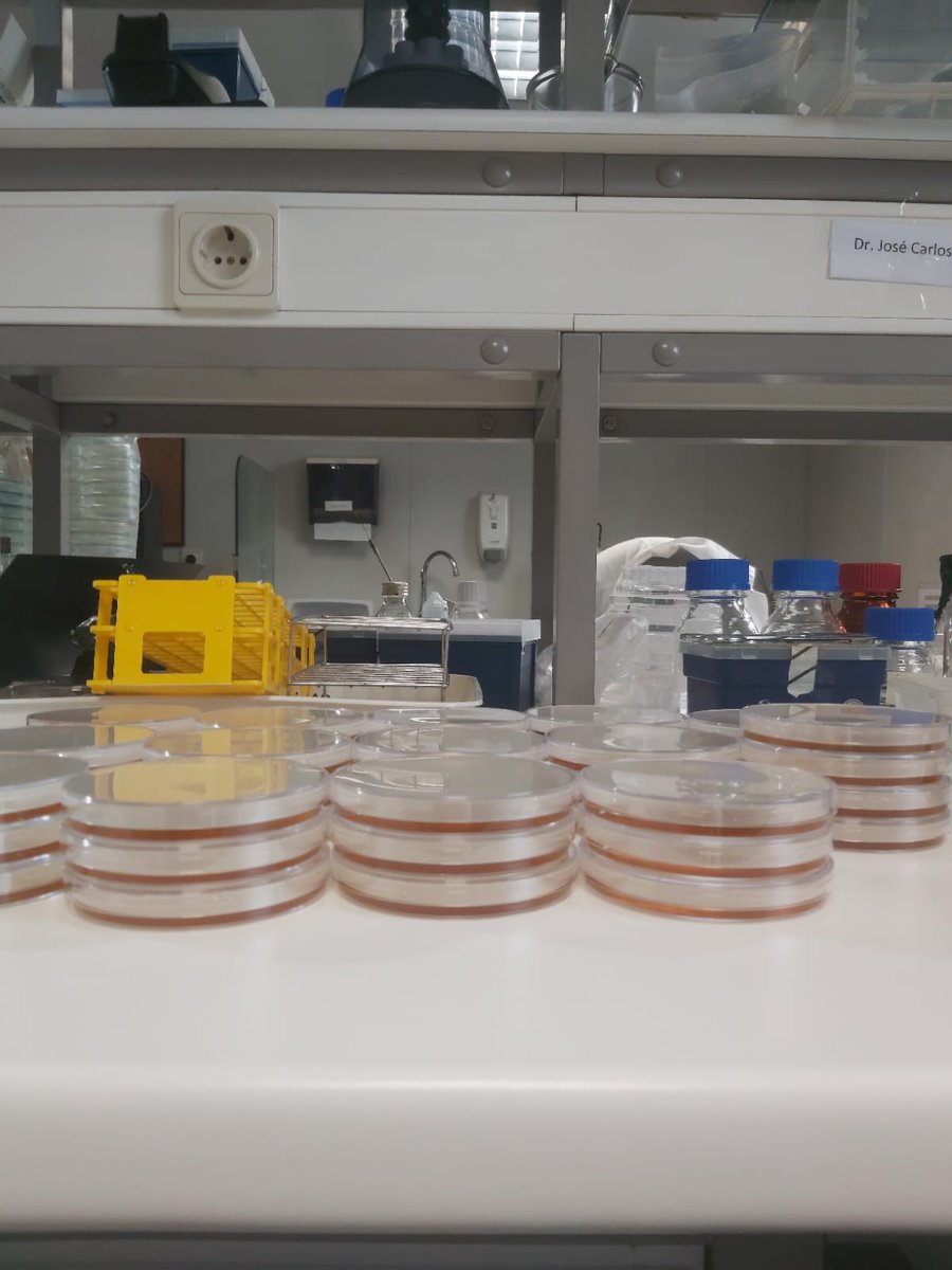 MicroMundo_IUCS's tweet image. Micritas 🤝 Get the work done
Preparation of kits for Micromundo 🌍 for the second session on 04/13/2023 .🔬