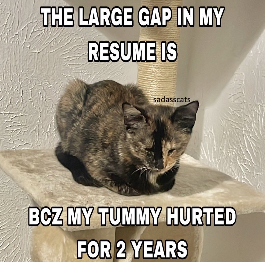 LiterallyMeCats tweet media
