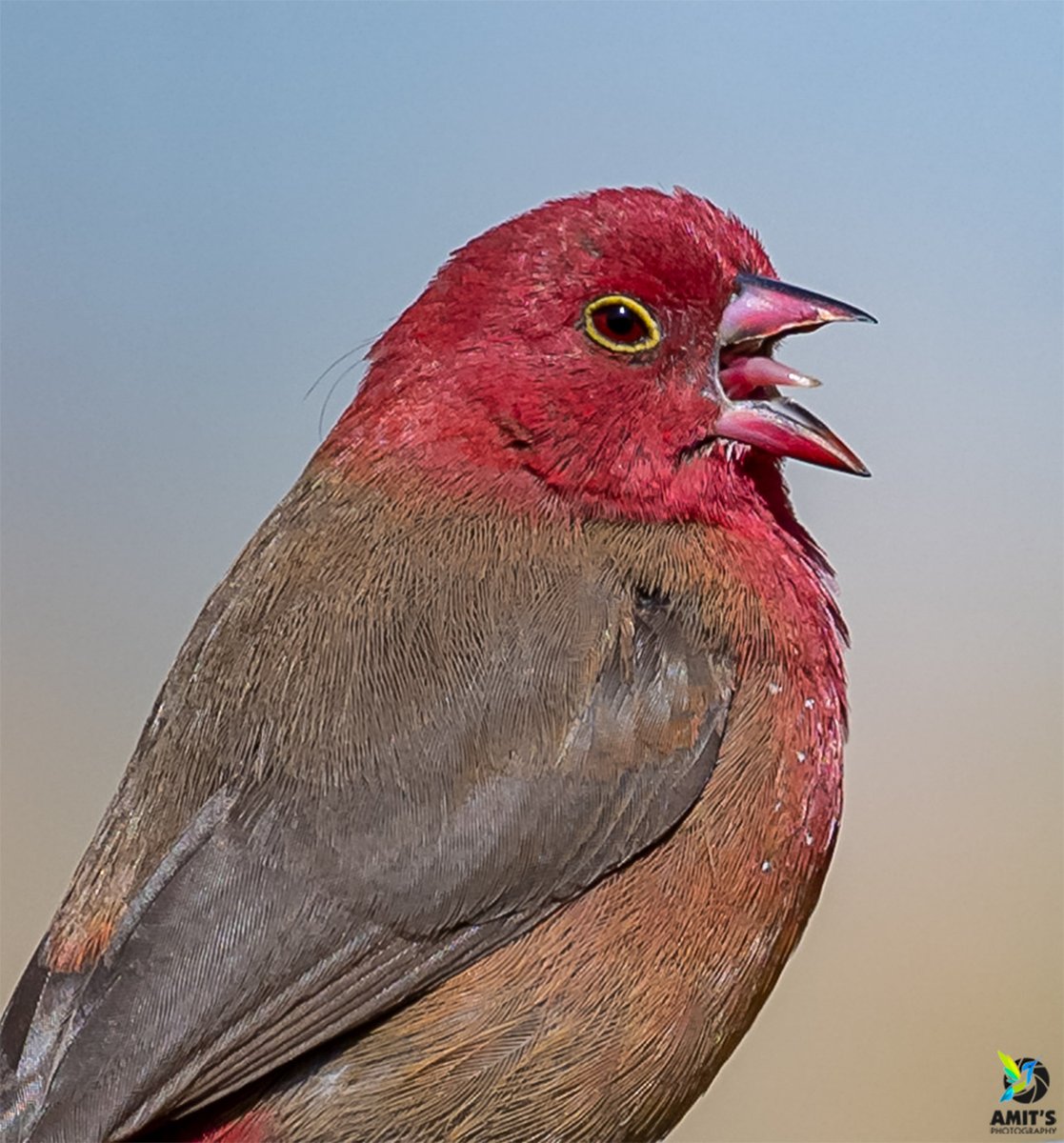 asharma555's tweet photo. Red-billed Firefinch #portrait

#beauty #birds #PhotoOfTheDay #birdphotography #BirdTwitter #BirdsofEthiopia #NaturePhotography #addisababa #naturelover #natgeo #nikonasia #avibase #birdsofafeather #birds_lover #bestbirdshots #earthcapture #birdsportrait #photochallenge https://t.co/Ew2GYbG1Qn