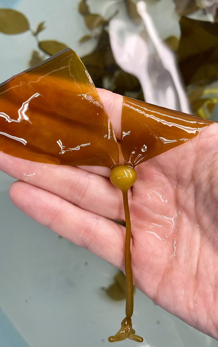 JOB ALERT! We are seeking a full-time Kelp Restoration Technician to help culture & restore bull #kelp near Vancouver, BC. Details: ubc.wd10.myworkdayjobs.com/en-US/ubcstaff… To apply: Email cover letter & CV to pmartone@mail.UBC.ca Please RT!! @PSAAlgae @UBCoceans @ubcscience @IPSAlgae