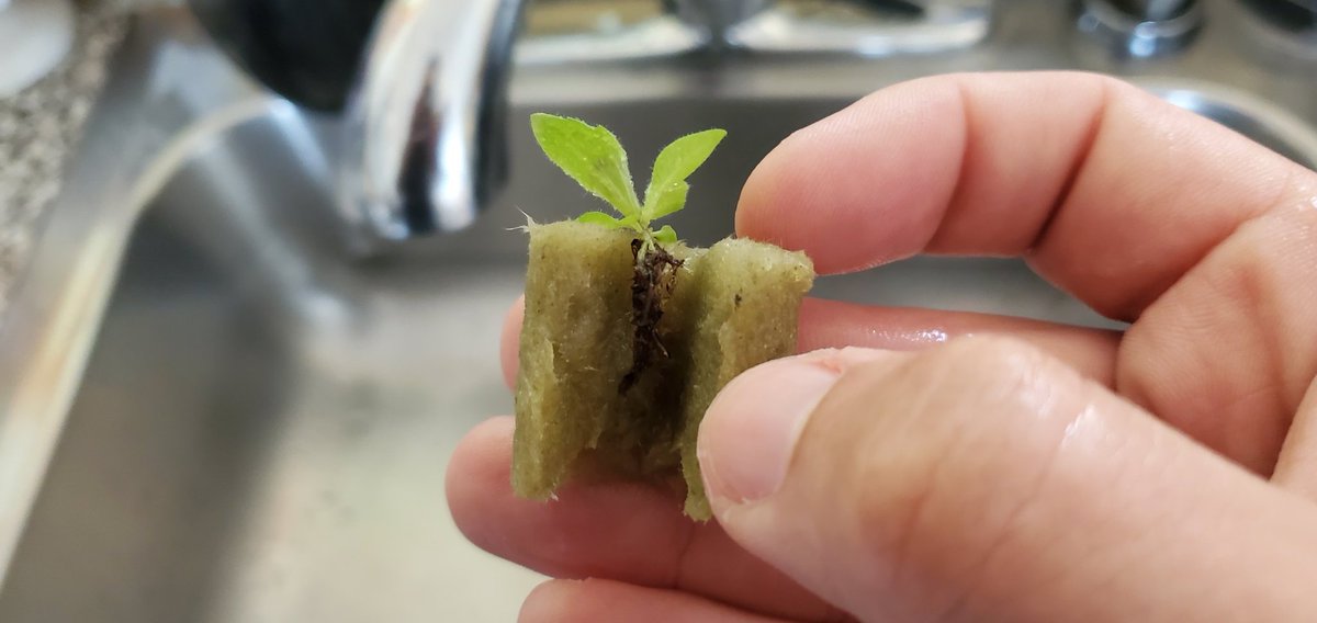 Sebastian S. Cocioba🪄🌷 tweet media