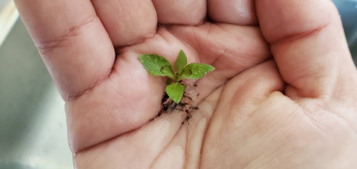 Sebastian S. Cocioba🪄🌷 tweet media