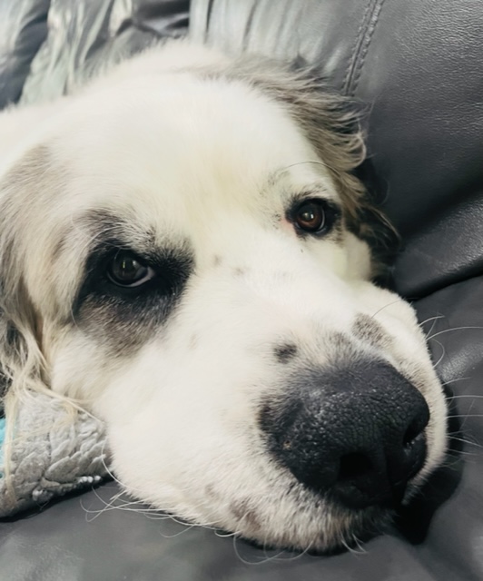 Happy Thursday from Harley! Although he plans to nap most of the day he wants YOU to make it a great day! 📷 #doglife #bestdayever