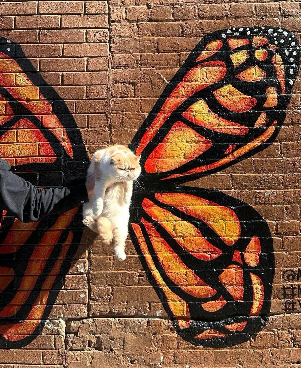 positivityofx's tweet photo. a caterfly https://t.co/585rQ5FL6g