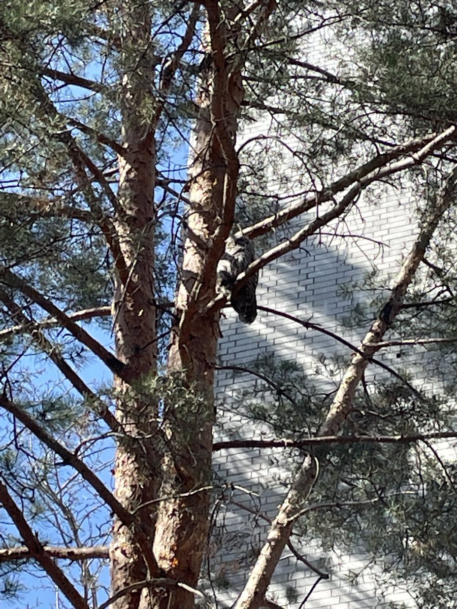 An owl in its natural habitat—a university campus