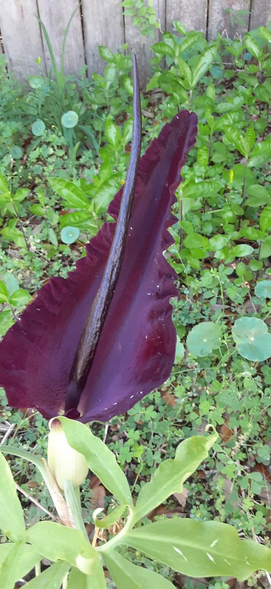 craven_carpenter tweet media