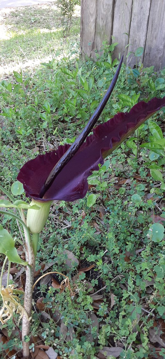 craven_carpenter tweet media