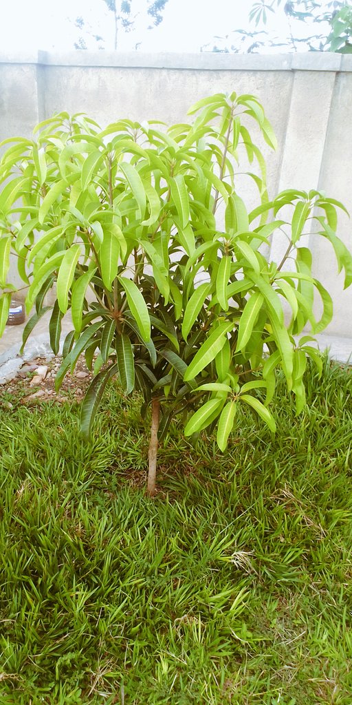 musanajeanluc's tweet photo. Planning to plant more trees (fruits and beautification trees) through recycling the plastic bottle! Ikibazo gikomeye nabajura basigaye biba buri kintu!!! @Rwandapolice mudufashe abajura baratuzengereje peee! #HomeAdventure https://t.co/uO7y52mDA0