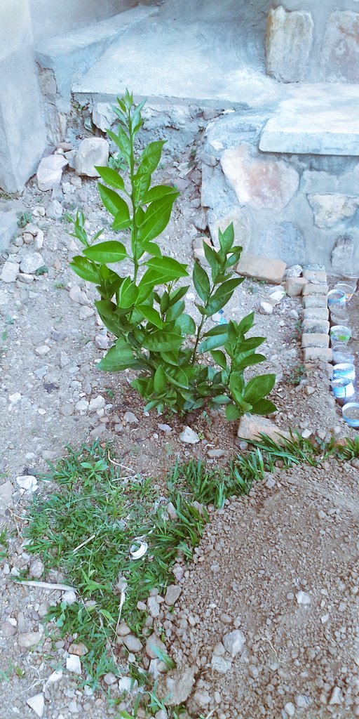 musanajeanluc's tweet photo. Planning to plant more trees (fruits and beautification trees) through recycling the plastic bottle! Ikibazo gikomeye nabajura basigaye biba buri kintu!!! @Rwandapolice mudufashe abajura baratuzengereje peee! #HomeAdventure https://t.co/uO7y52mDA0
