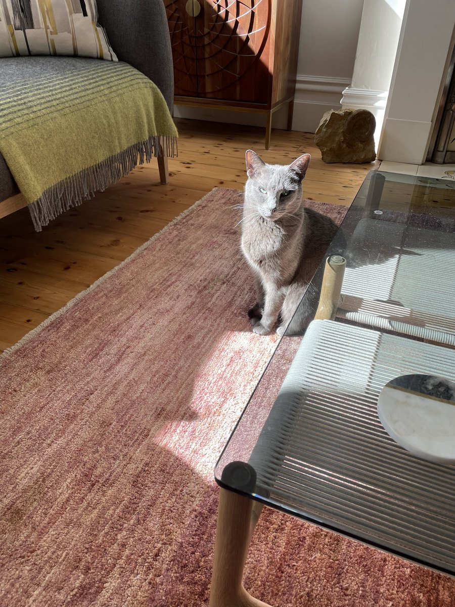 miconm's tweet photo. Nancy catching the sunny beams 😎
#greycat #nancycat https://t.co/vT3dDYkP6U